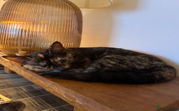 Oriental cats for sale: Beautiful Gentle Baby Girl - Image 1