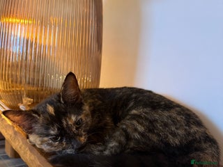 Oriental cats - Advert 3