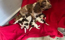 Cocker Spaniel dogs for sale: Cocker Spaniel - Image 1