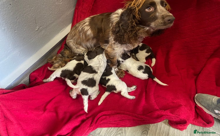 Cocker Spaniel dogs - Advert 14