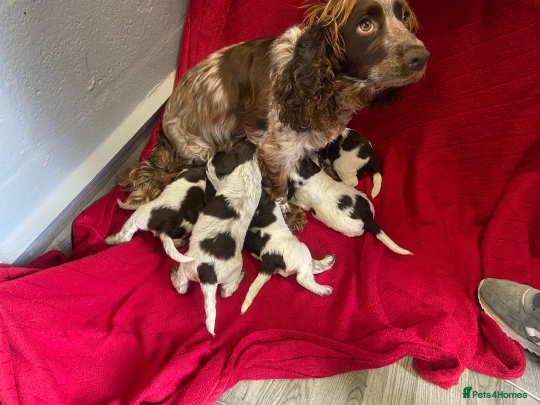 Cocker Spaniel dogs for sale: Cocker Spaniel - Image 1