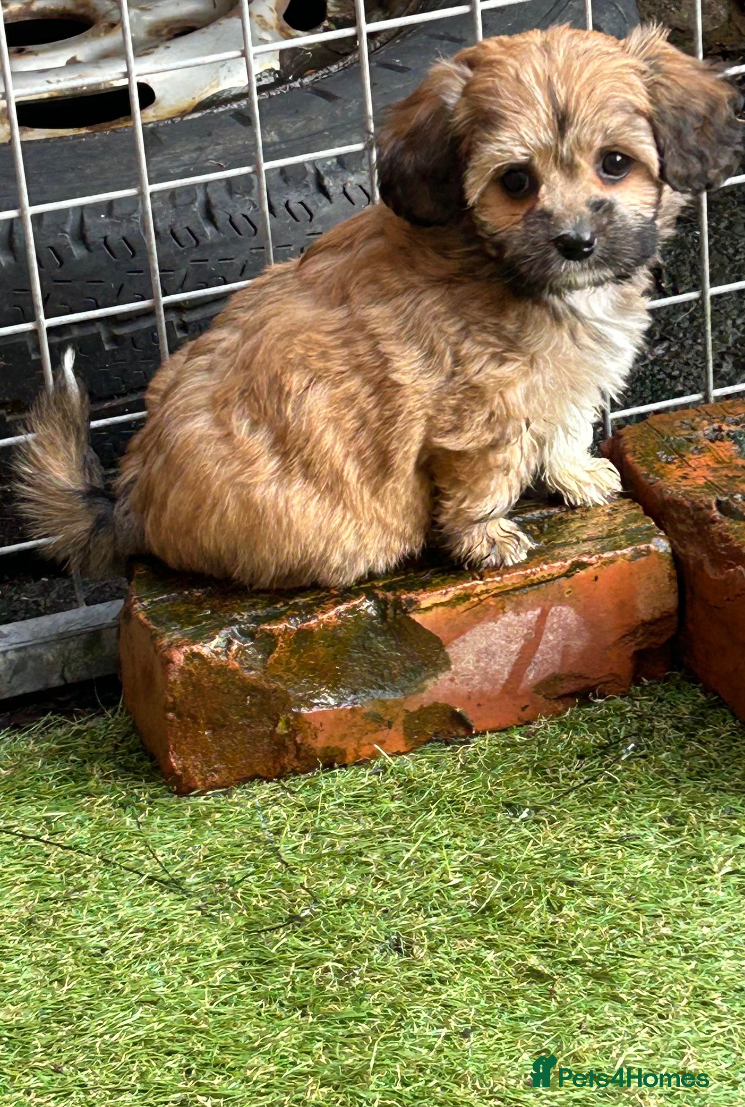 Mixed Breed dogs Yorkipoo x shihtzu puppies  - Advert 1