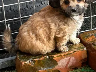 Mixed Breed dogs Yorkipoo x shihtzu puppies - Advert 1