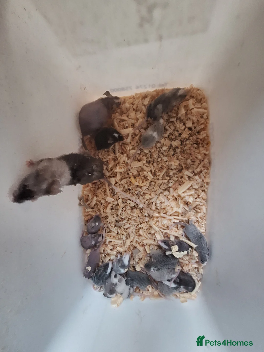 Mouse rodents for sale: Fancy pet mice for sale  - Advert 6