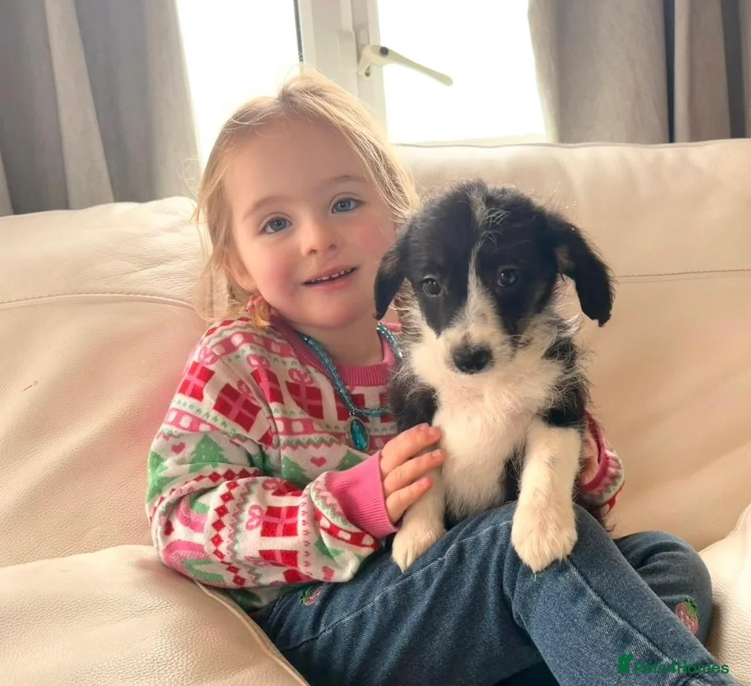 Bordoodle dogs for sale: F1 Borderdoodle Puppies  - Advert 1