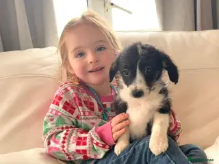 Bordoodle dogs F1 Borderdoodle Puppies - Advert 18