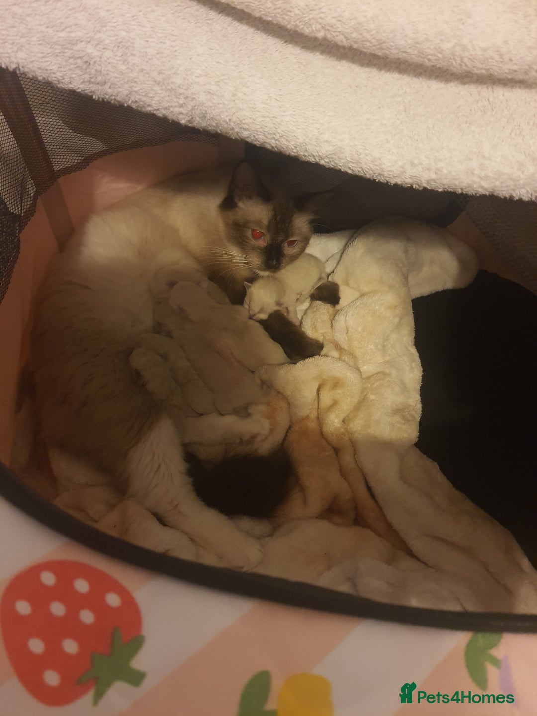 Ragdoll cats for sale: Ragdoll kittens - Image 4