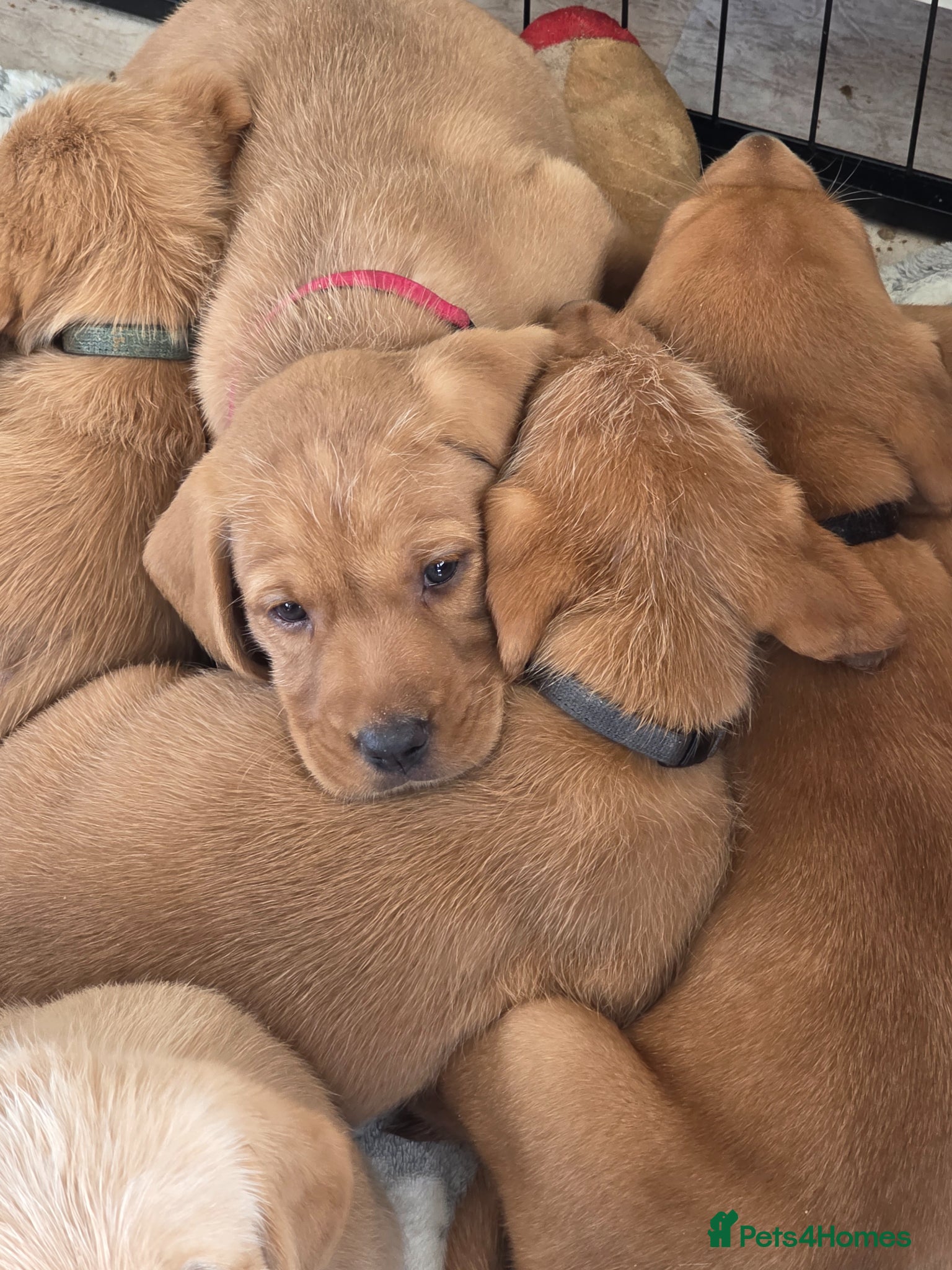 Mixed Breed dogs Labrador x Wirehaired Vizsla Puppies  - Advert 1
