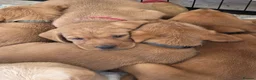 Mixed Breed dogs for sale: ALL REHOMED Vizslador Puppies  - Advert 14