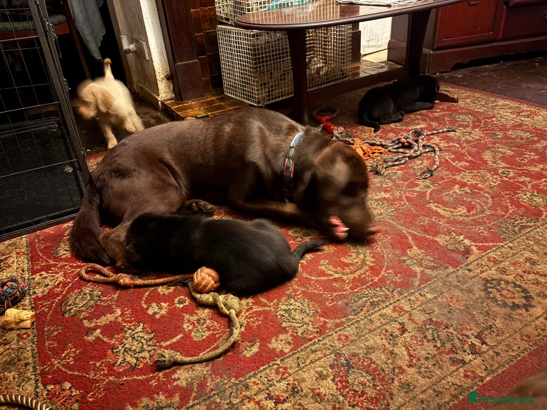 Labrador Retriever dogs for sale: Adorable labrador puppies black and gold in Nottingham - Advert 1
