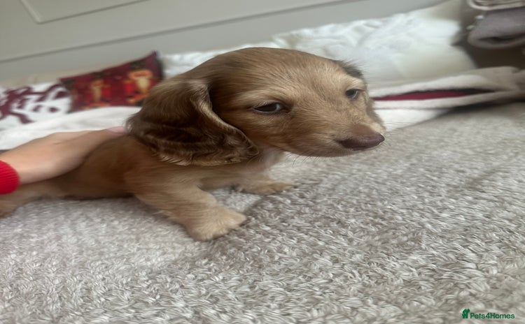 Miniature Dachshund dogs Top quality long haired miniature dachshunds  - Advert 3