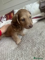 Miniature Dachshund dogs Top quality long haired miniature dachshunds - Advert 6