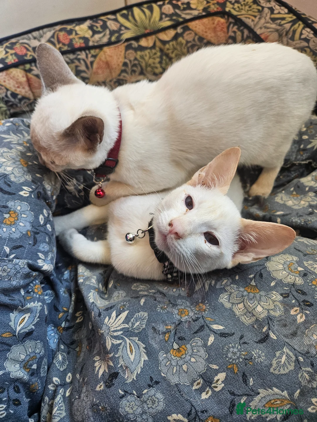 Siamese cats for sale: 1 Male Flame point & 1 Female Lilac point Siamese in Newton Stewart - Advert 2