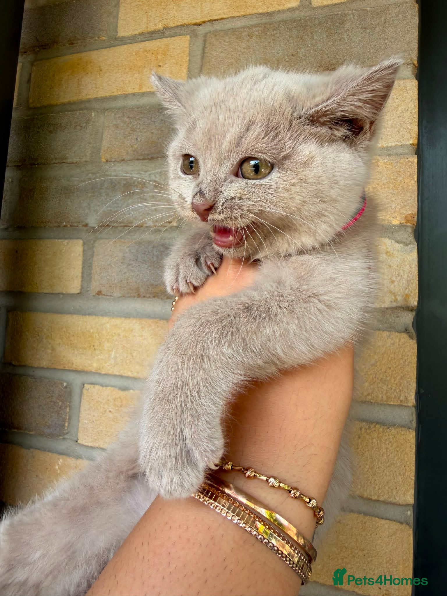 British Shorthair cats RARE! British Shorthair Kittens Cinnamon & Fawn - Advert 2