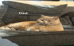 British Shorthair cats for sale: BSH kitten ready to leave 15th October  - Image 7