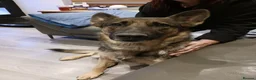 German Shepherd dogs for sale: German shepherd girl  in Doncaster - Advert 3