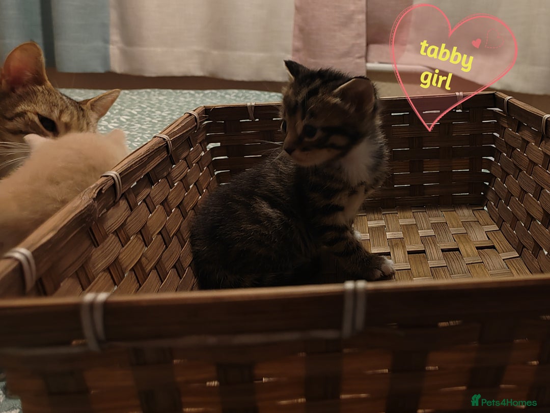 Mixed Breed cats for sale: 6 Gorgeous Kittens Looking for Forever Homes  - Image 25