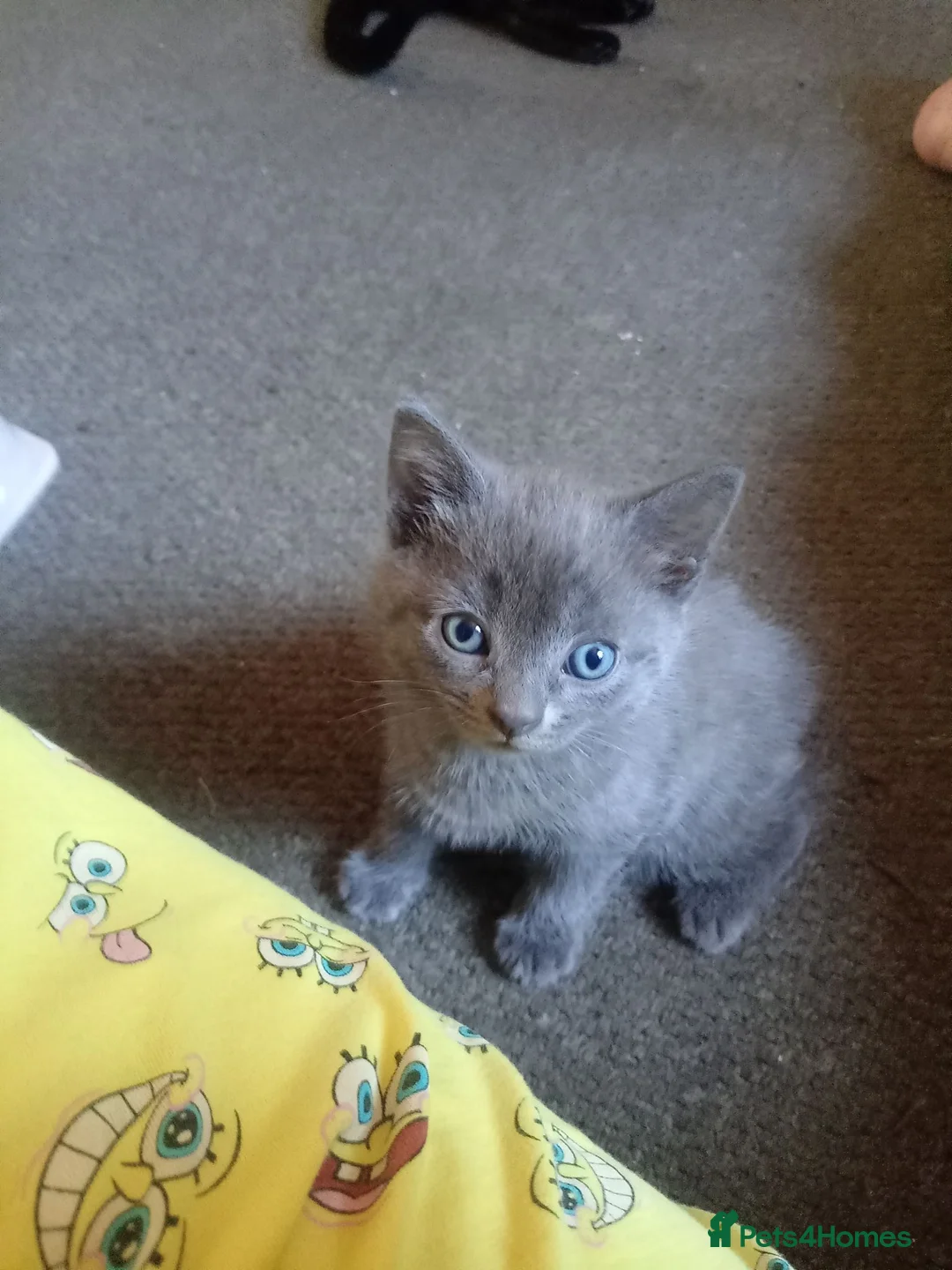 Bombay cats for sale: 2 gorgeous kittens  in Dundee - Advert 1