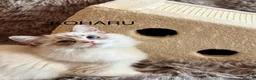 Ragdoll cats for sale: 100 % PURE RAGDOLL KITTENS FIFE REGISTRATION in West Drayton - Advert 18