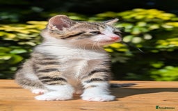 Mixed Breed cats for sale: Tuxedo Kittens - Image 24