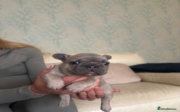 French Bulldog dogs for sale: Beautiful Frenchbulldog puppies 🇫🇷  - Image 3