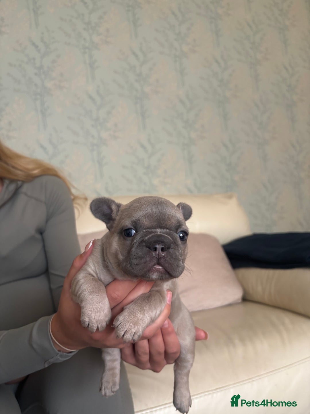 French Bulldog dogs for sale: Beautiful Frenchbulldog puppies 🇫🇷  - Image 3
