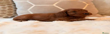 Cockapoo 2