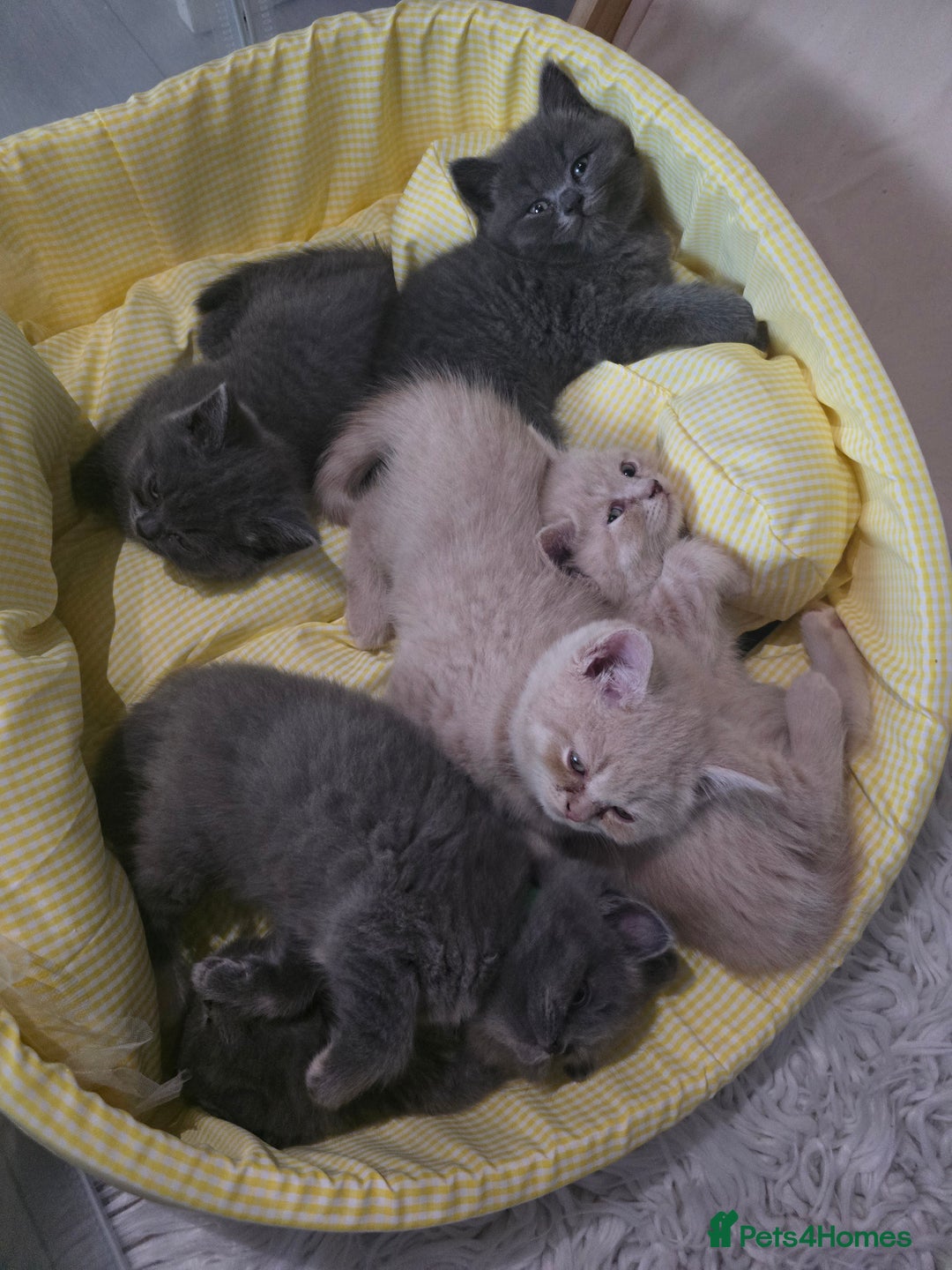British Shorthair cats for sale: A charming kitten will be available in December. - Image 6