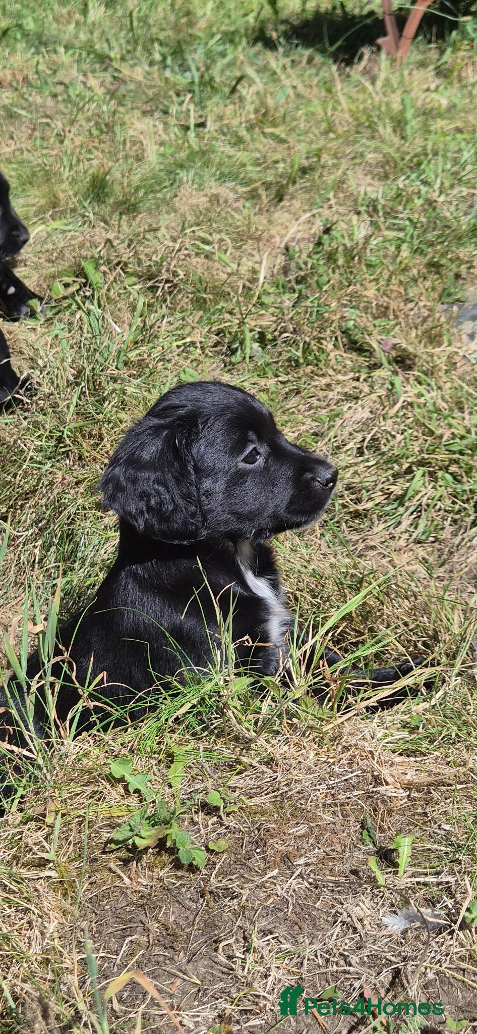 Mixed Breed dogs Cocker x Collie Puppies - Advert 2
