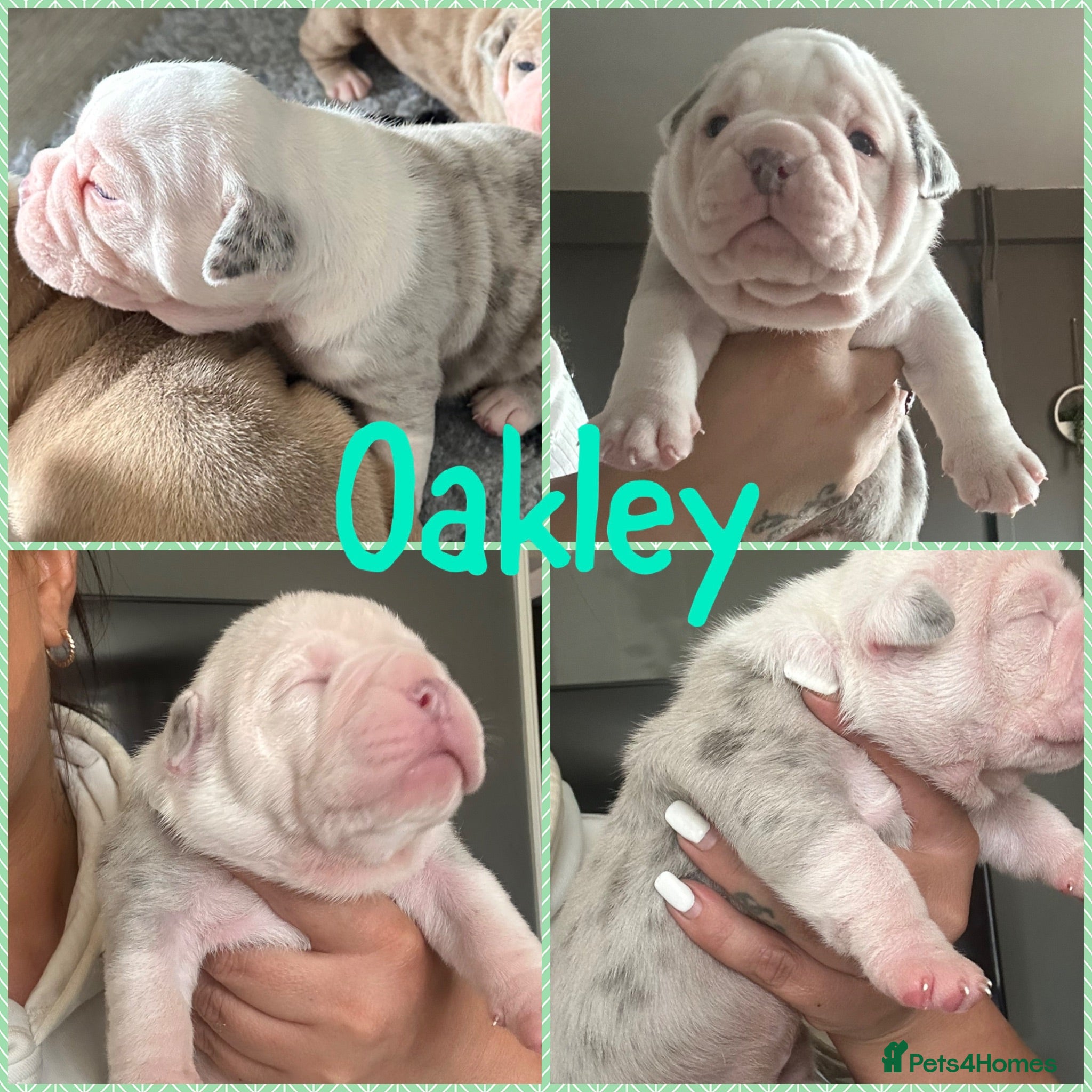 Olde English Bulldogge dogs 🍁🩵 stunning olde English pups 🩷🍁 - Advert 7