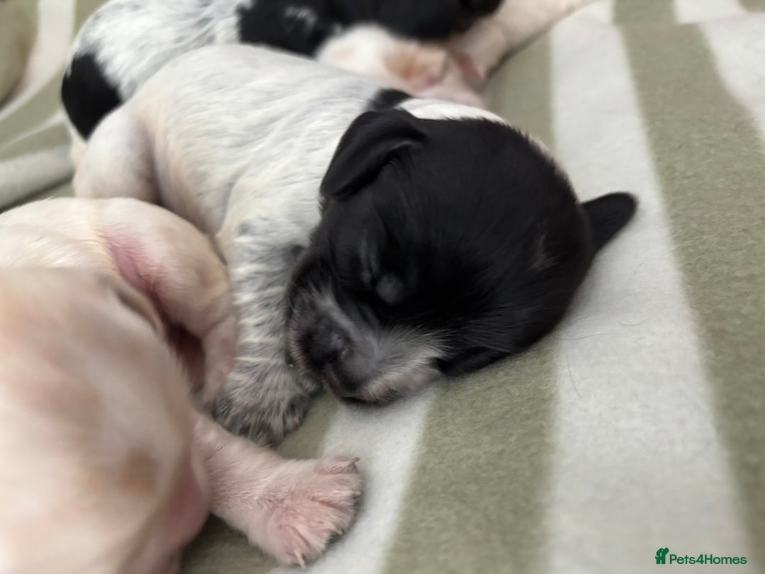 Cocker Spaniel dogs for sale: Beautiful Cocker Spaniel Puppies - Advert 9