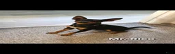 Miniature Pinscher dogs for sale: Beautiful Miniature Pinscher Puppies  - Advert 2