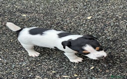 Jack Russell dogs for sale: Jack Russell dog puppies  - Image 4