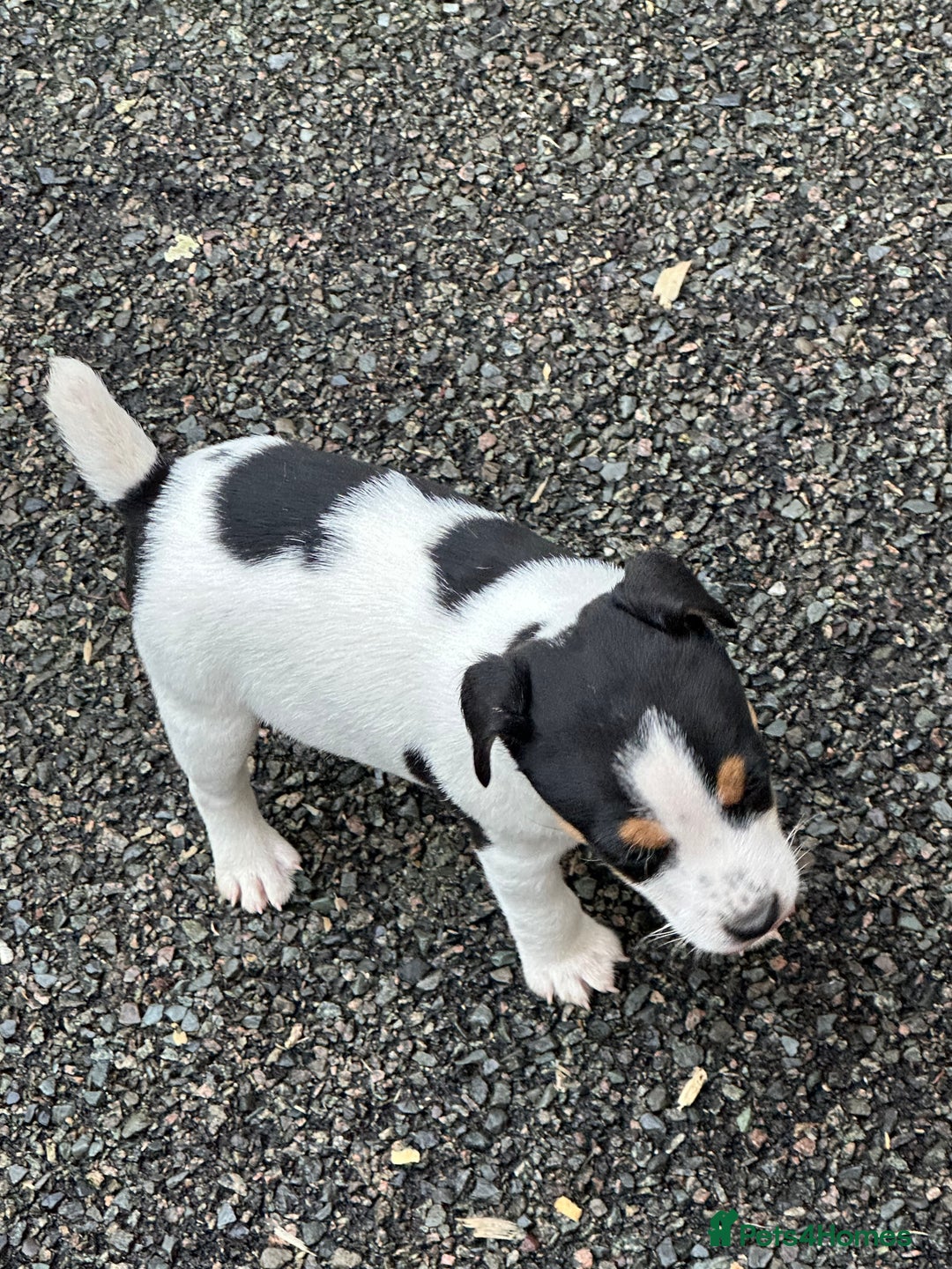Jack Russell dogs for sale: Jack Russell dog puppies  - Image 4