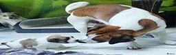 Jack Russell dogs for stud: Male JRT for stud - Advert 11