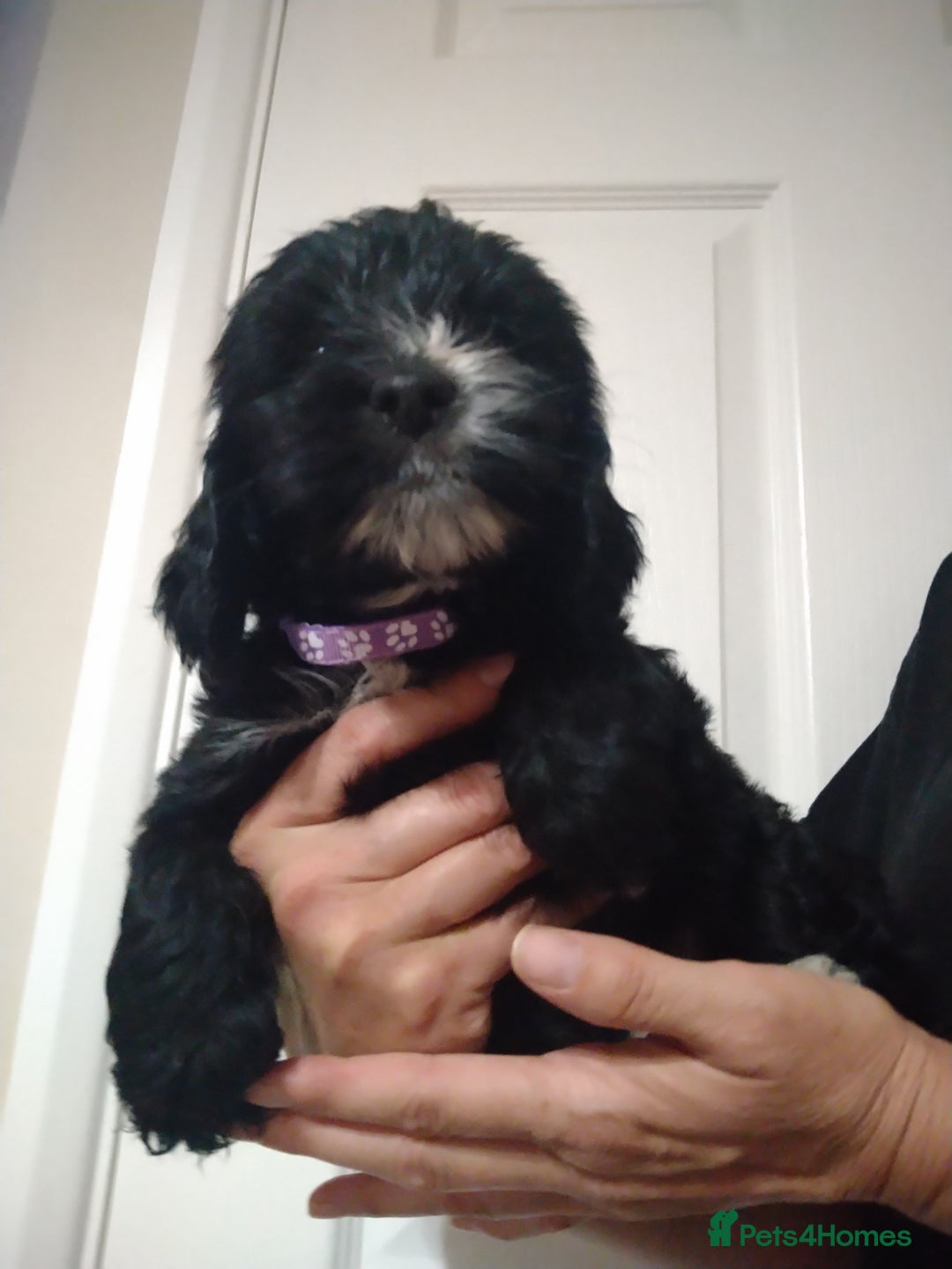 Cockapoo dogs for sale: cockerpoo  - Image 17