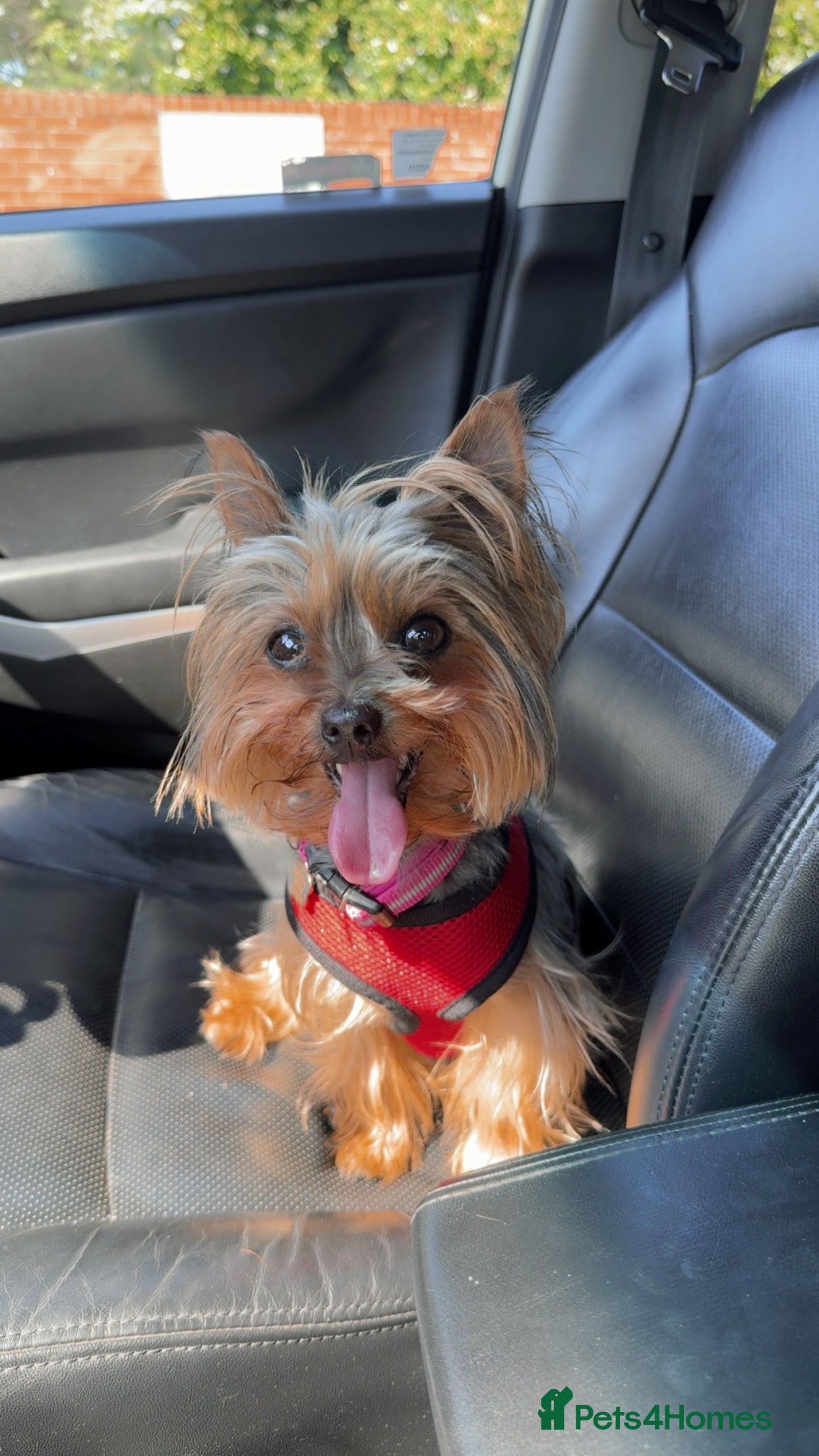 Yorkshire Terrier dogs 4 little pure breed Yorkshire terrier puppies  - Advert 6