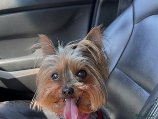 Yorkshire Terrier dogs 4 little pure breed Yorkshire terrier puppies - Advert 2