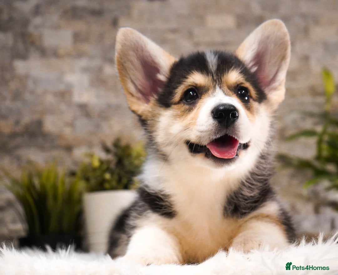 Welsh Corgi Pembroke dogs for sale: Welsh Corgi (Pembroke) - Advert 12