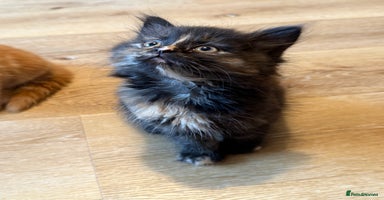 Persian cats - Advert 2