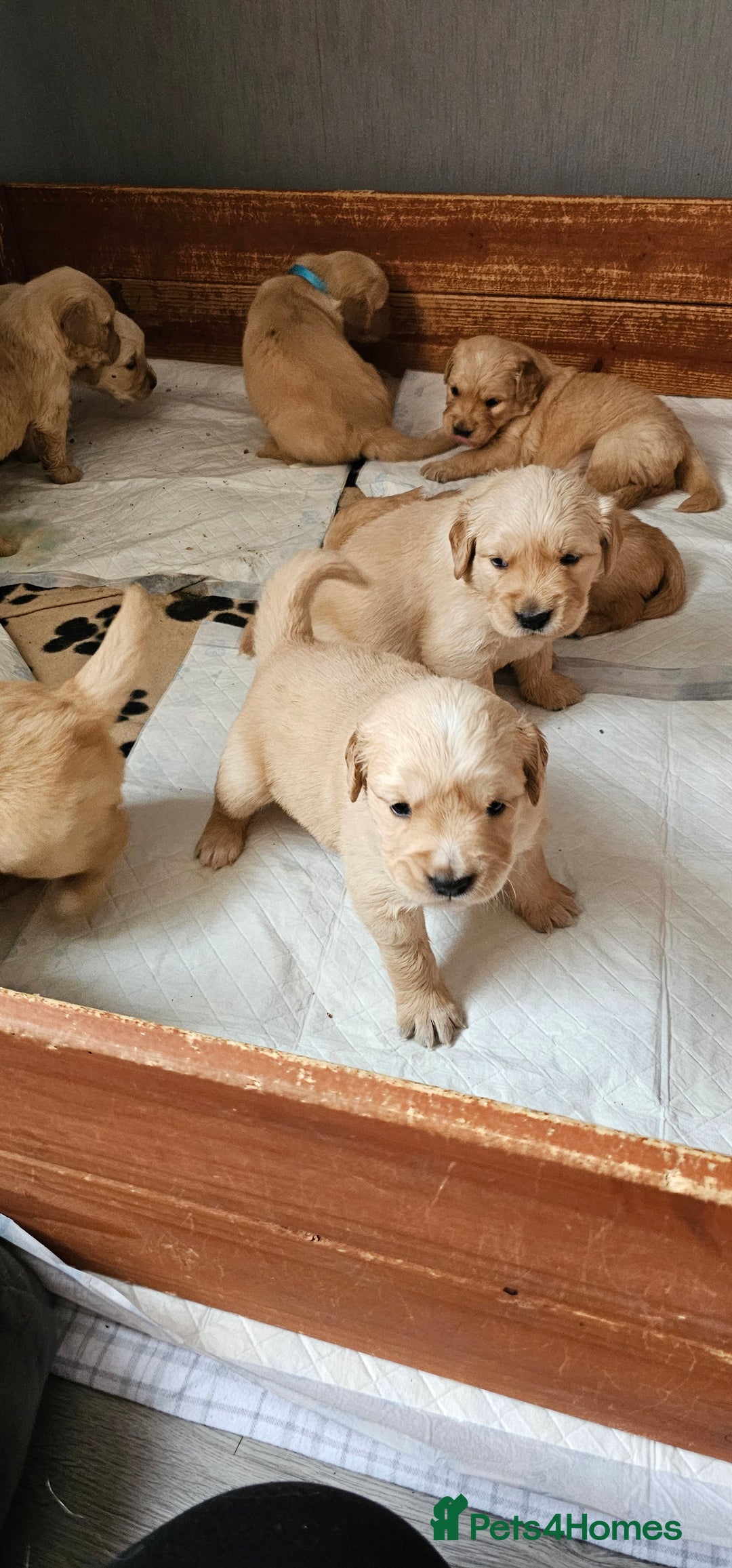 Golden Retriever dogs for sale:  golden retriever pups - Advert 31