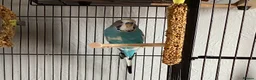 Budgerigars birds for sale: Male budgie in Spalding - Advert 3