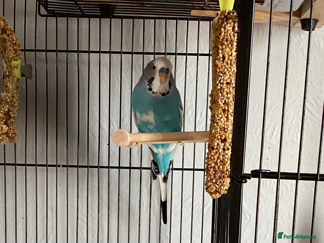 Budgerigars birds for sale: Male budgie in Spalding - Advert 3