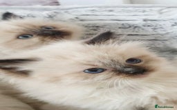 Ragdoll cats for sale: INDOOR FULL PEDIGREE RAGDOLL KITTENS - Image 32