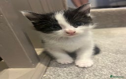Mixed Breed cats for sale: 3 kittens for sale.  - Image 7