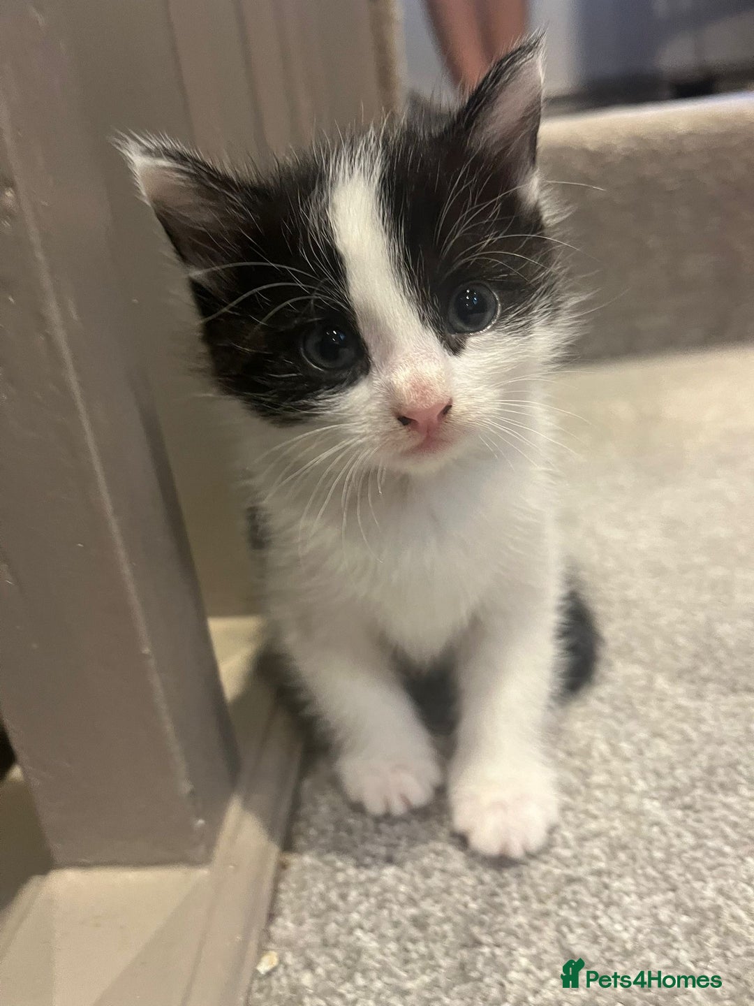 Mixed Breed cats for sale: 3 kittens for sale.  - Image 7