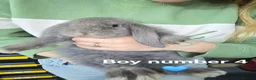 French Lop rabbits for sale: French lop bunnies  - Advert 11