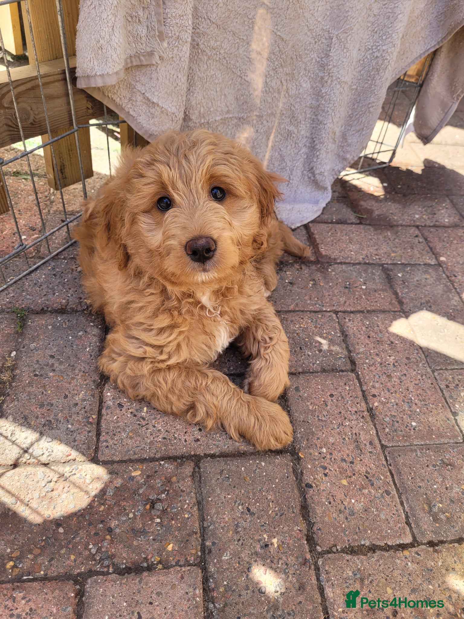 Mini Goldendoodle dogs Pretty Goldendoodle female f1  - Advert 1