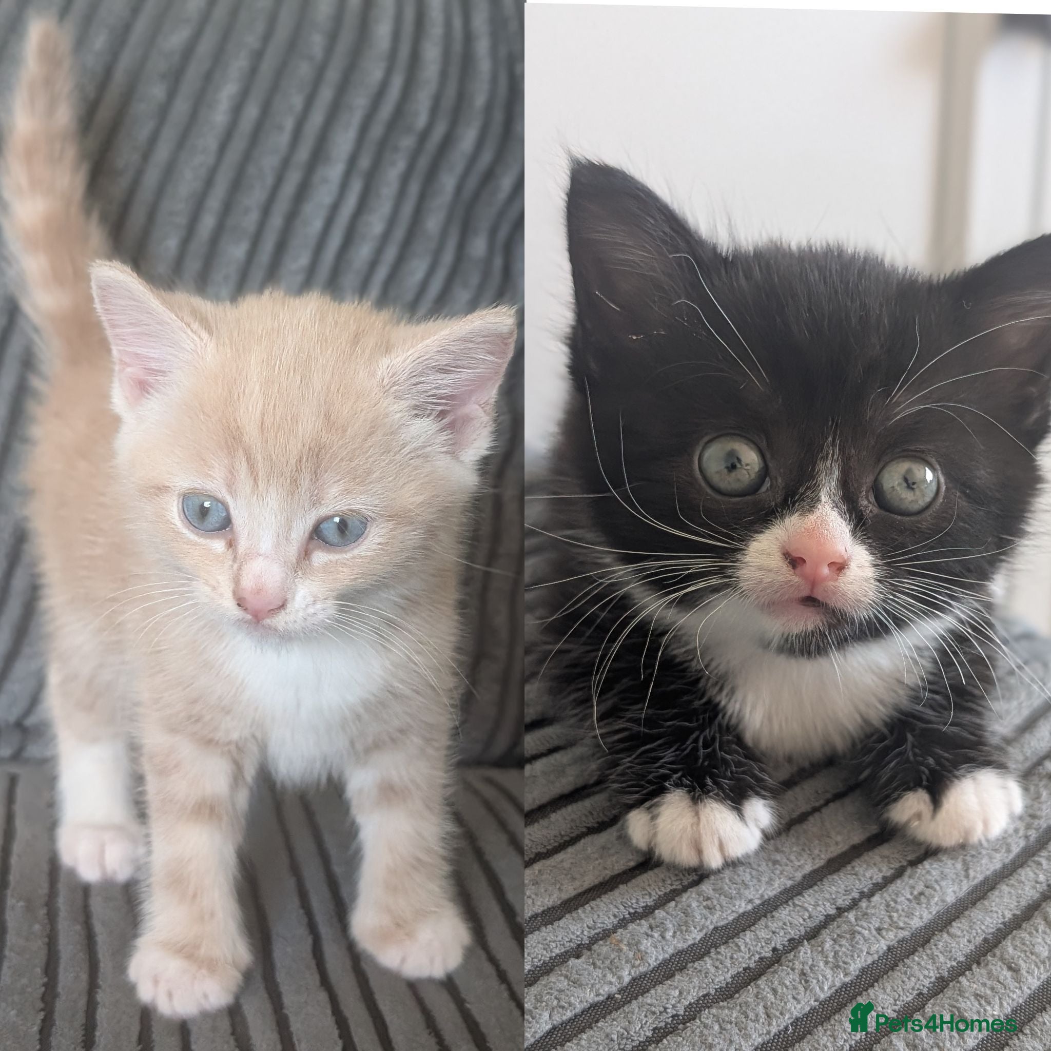 Domestic Shorthair cats 2 lovely boy kittens  - Advert 21