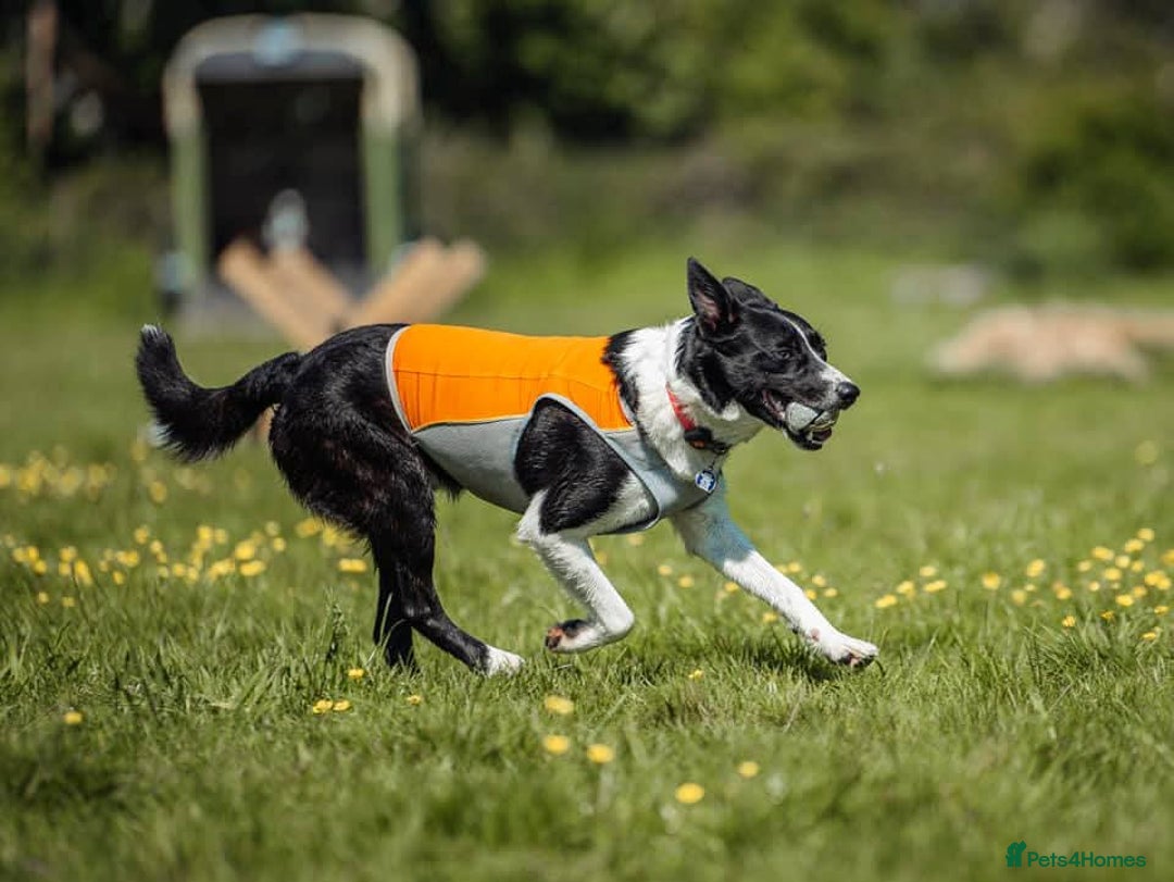 Border Collie dogs for stud: Black and white border collie for stud - Image 6